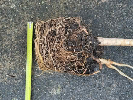 Photo of free Dracaena marinara - no pot (Lancaster, Bowerham) #2