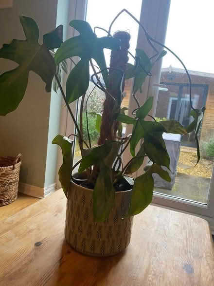 Photo of free Potted plant (Berwick Grange SY1) #3