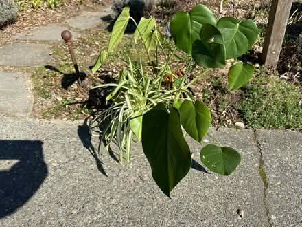 Photo of free Happy house plant with stand (Magnolia Seattle 98199) #1