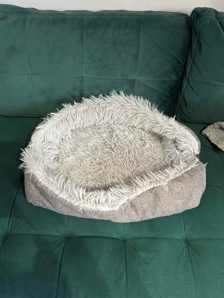 Photo of free cat bed/rug (Reddish SK5) #1