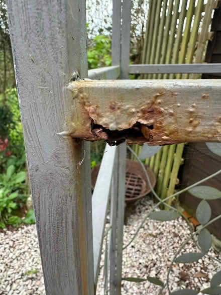 Photo of free Garden Obelisk (Shaldon) #1