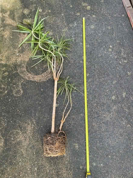 Photo of free Dracaena marinara - no pot (Lancaster, Bowerham) #3
