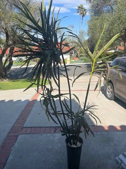 Photo of free Fake plant - 7 ft tall (Palos verdes estates) #1