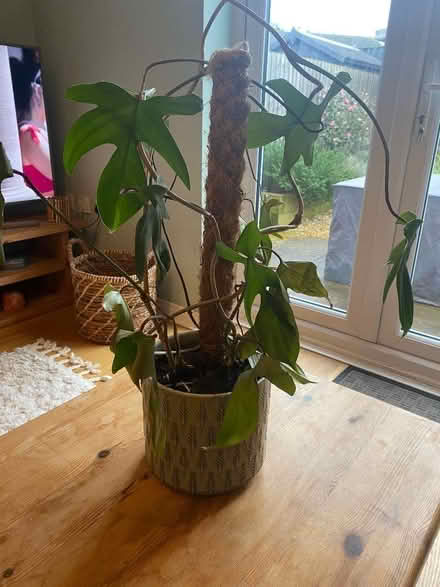 Photo of free Potted plant (Berwick Grange SY1) #1