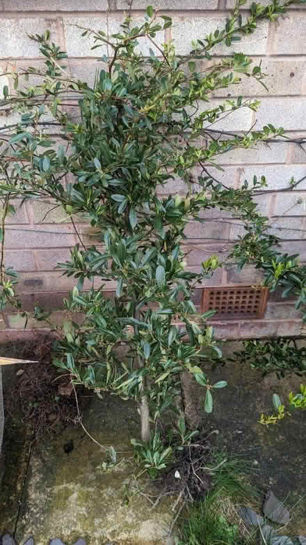 Photo of free Pyracanthas shrubs (Brimington S43) #2