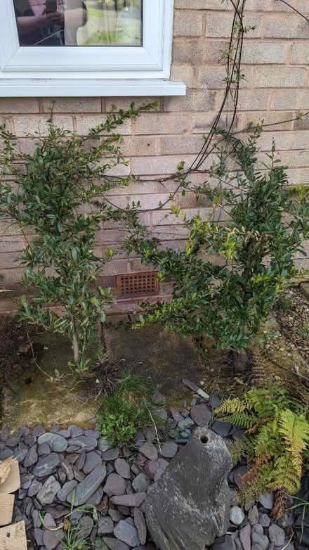 Photo of free Pyracanthas shrubs (Brimington S43) #1