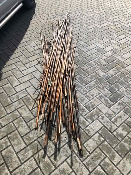 Photo of free Bamboo Canes (Shifnal TF11) #1