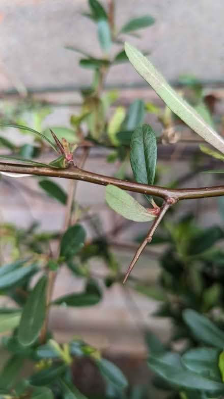 Photo of free Pyracanthas shrubs (Brimington S43) #3