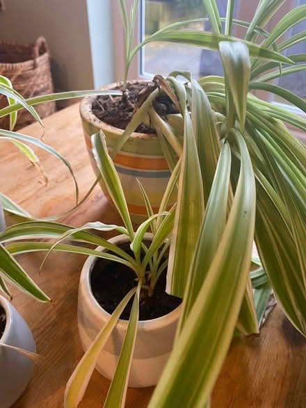 Photo of free Selection of potted spider plants (Berwick Grange SY1) #1