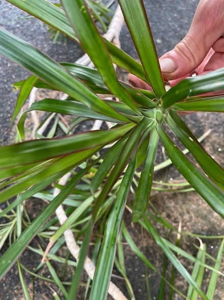 Photo of free Dracaena marinara - no pot (Lancaster, Bowerham) #1