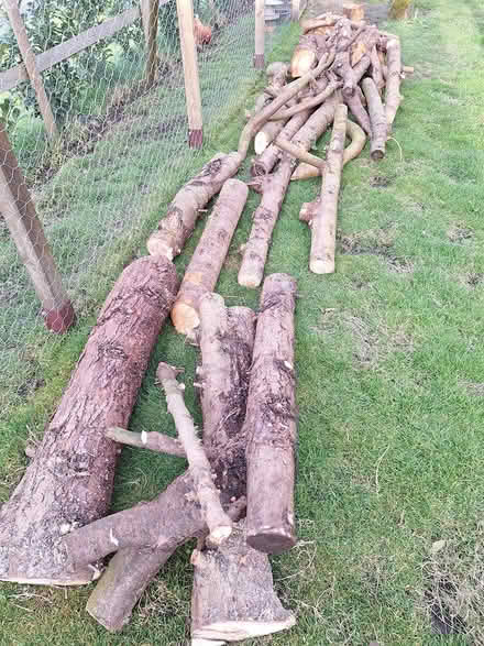 Photo of free Laylandi Logs Nature Project (Etchilhampton, Devizes SN10 3) #3