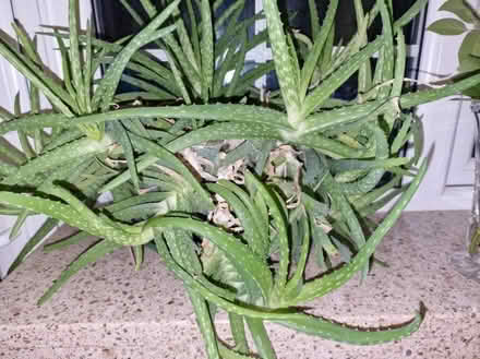 Photo of free Aloe vera cuttings (Burton BH23) #1