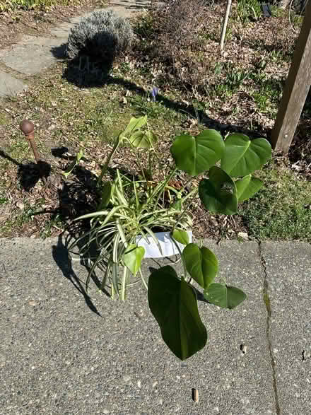 Photo of free Happy house plant with stand (Magnolia Seattle 98199) #2