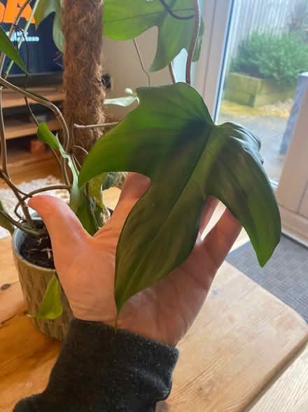 Photo of free Potted plant (Berwick Grange SY1) #2