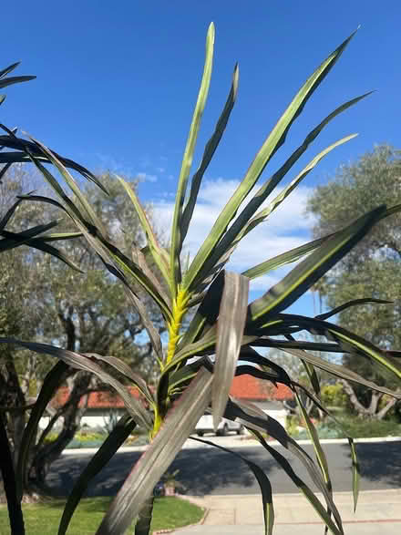 Photo of free Fake plant - 7 ft tall (Palos verdes estates) #4