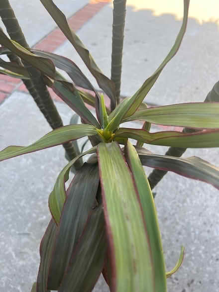 Photo of free Fake plant - 7 ft tall (Palos verdes estates) #3