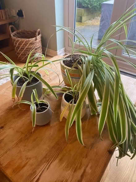 Photo of free Selection of potted spider plants (Berwick Grange SY1) #3