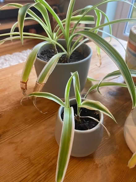Photo of free Selection of potted spider plants (Berwick Grange SY1) #2