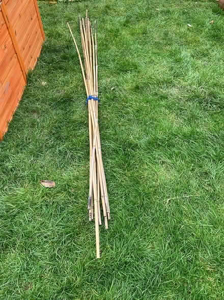 Photo of free Bean/support canes (Chipping Sodbury) #1