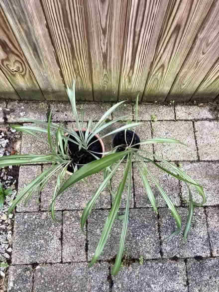 Photo of free Three spider plants (Caldecott OX14) #1