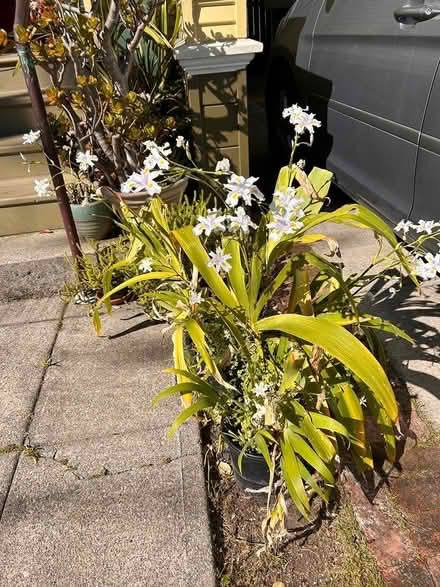 Photo of free Wild orchids (2200 block of Roosevelt ave) #1