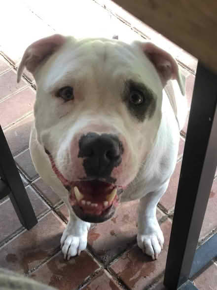 Photo of w a big dog crate (Highlands Tx) #1