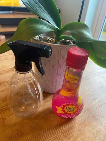 Photo of free Orchid in pot with sprayer and food (Berwick Grange SY1) #1