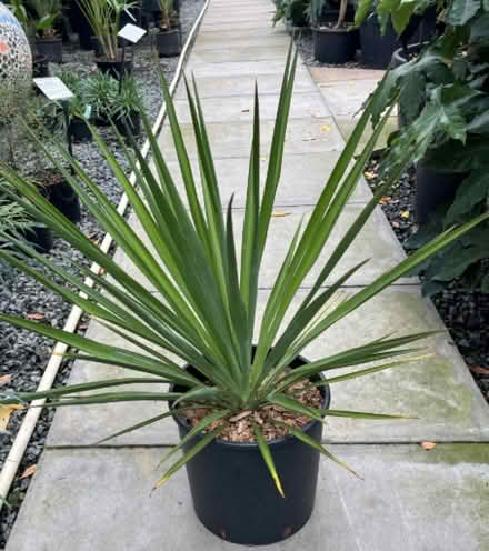 Photo of free Small Yucca(Adams Needle) plants on offer (Willey Green GU3) #1