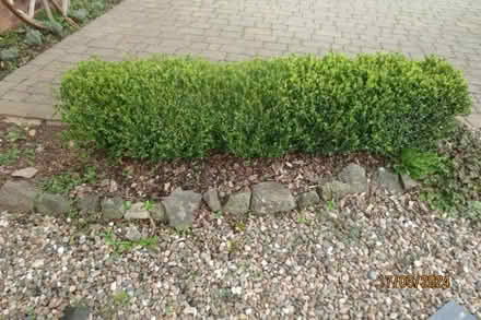 Photo of free Box hedge (Little Welland WR13) #1