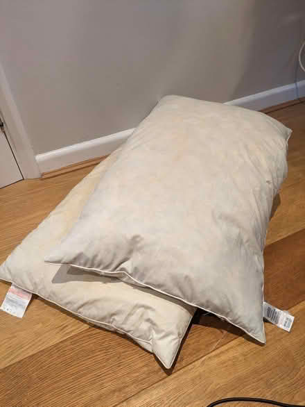Photo of free Goose feather pillows (West Norwood SE27) #1