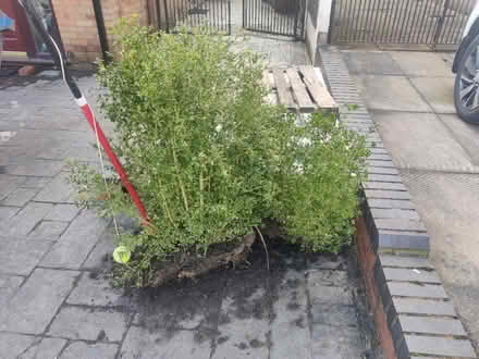 Photo of free Two box bushes (Ramsbottom) #1
