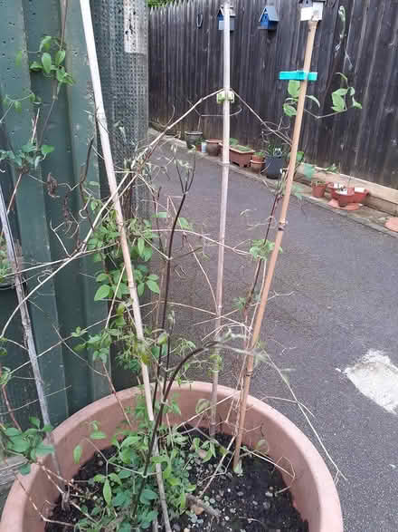 Photo of free Outdoor Clematis Burgundy (NG8) #1