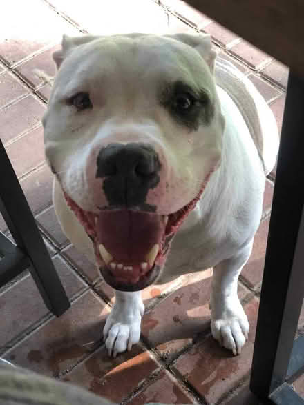 Photo of w a big dog crate (Highlands Tx) #3