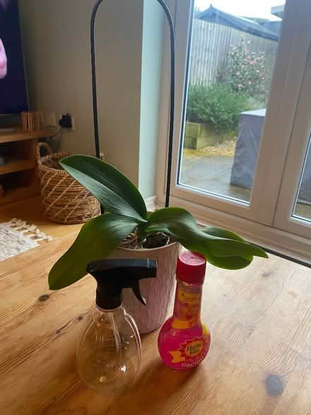 Photo of free Orchid in pot with sprayer and food (Berwick Grange SY1) #2
