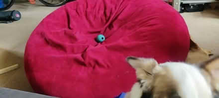 Photo of free Sumo large Gamer bean bag chair (Iffley Road OX4) #1