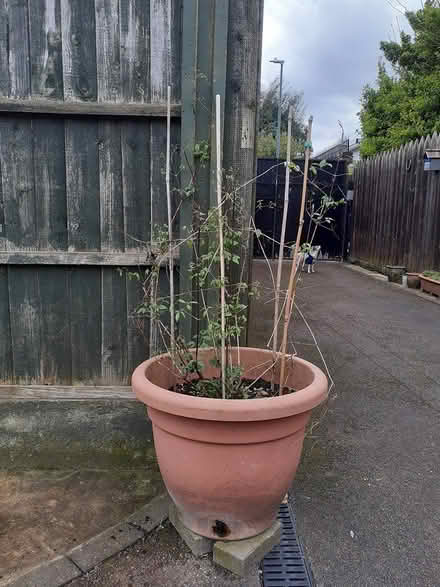 Photo of free Outdoor Clematis Burgundy (NG8) #2