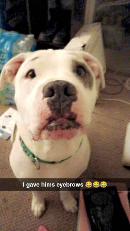 Photo of w a big dog crate (Highlands Tx) #2