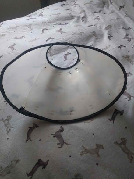 Photo of free Medical Dog Cone (Gosport PO12) #3