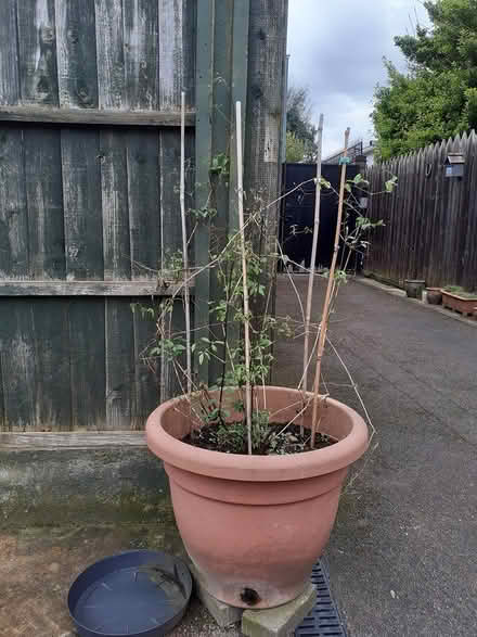 Photo of free Outdoor Clematis Burgundy (NG8) #3