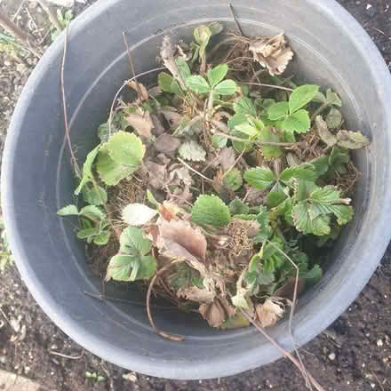Photo of free Strawberry plants (Netherfield NG4) #1