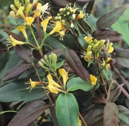 Photo of free Plant - Evergreen Honeysuckle (GU11) #1