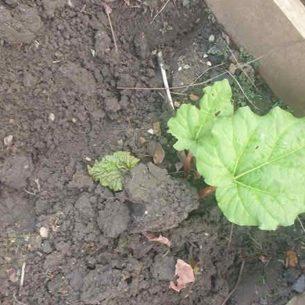 Photo of free Rhubarb plant (Netherfield NG4) #1