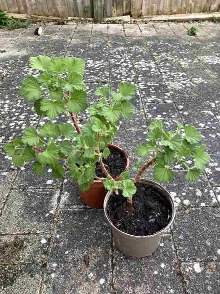 Photo of free Two geraniums (Caldecott OX14) #1