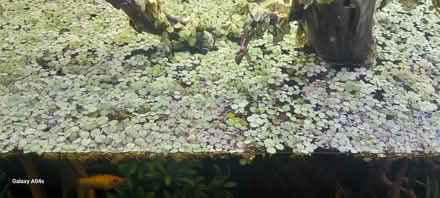 Photo of free Bag full of floating plants (Chester le Street DH2) #1