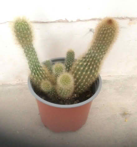 Photo of free Cactus plant (Welling DA16) #1