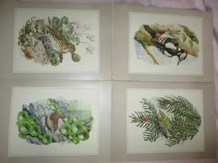 Photo of free C F Tunnicliffe Prints of Birds (Little Hulton M38) #1