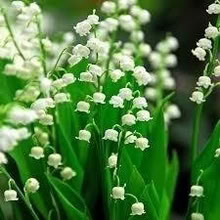 Photo of free Lily of the Valley cutting (Morden SM4) #1