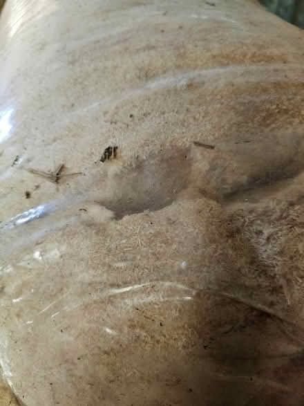 Photo of free Saw dust (Mortimers Cross HR6) #1