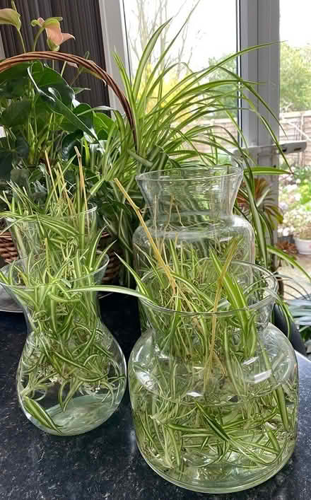 Photo of free Spider Plant Baby Spiderettes (Cheshunt EN7) #2