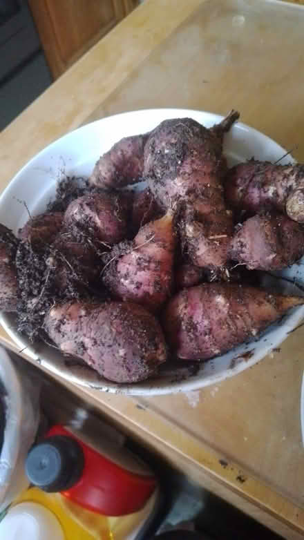 Photo of free Jerusalem artichokes (Birkby HD2) #1